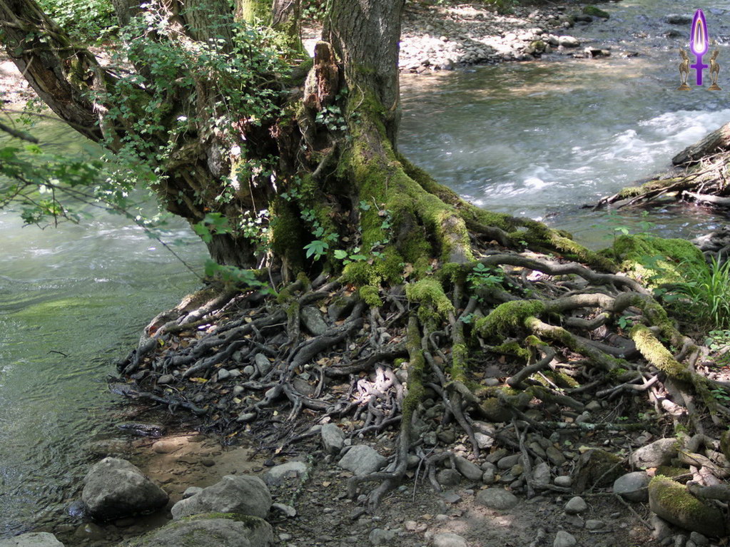 Espace No 83 : Tout au bord de l'eau depuis très longtemps, indéracinable parce qu'il y a toujours sa place, ce vieil arbre veille sur la Versoix et lui garanti un équilibre exceptionnellement lumineux...